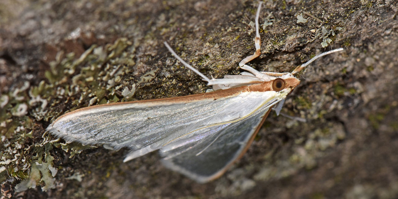 Erebidae? No, Crambidae - Palpita vitrealis